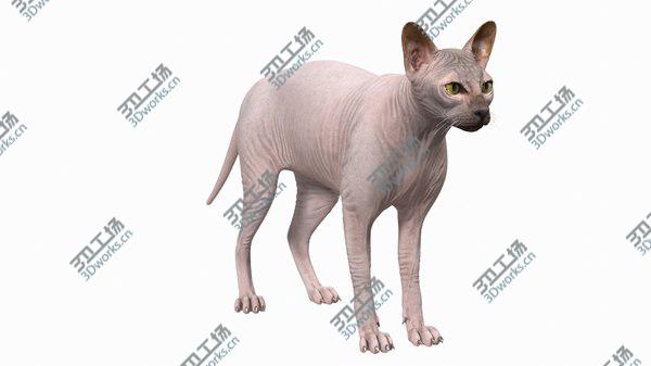 images/goods_img/20210312/3D Dark Cream Sphynx Cat Rigged model/2.jpg